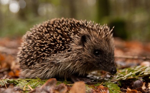 Image brown hedgehog on green grass during daytime