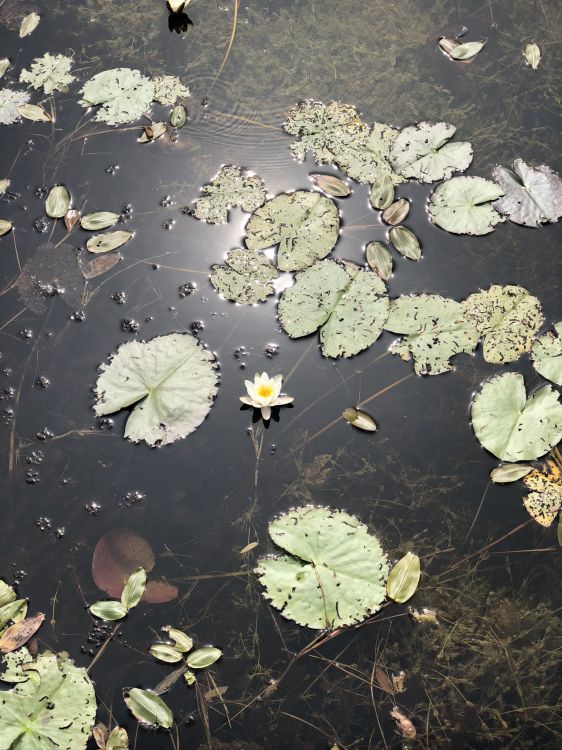 Eau, Feuille, Biologie, Sciences, Corps de L'eau. Wallpaper in 1536x2048 Resolution