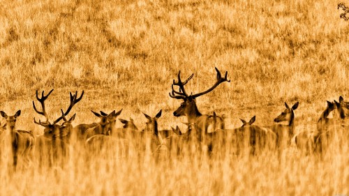 Image brown deer on brown grass field during daytime