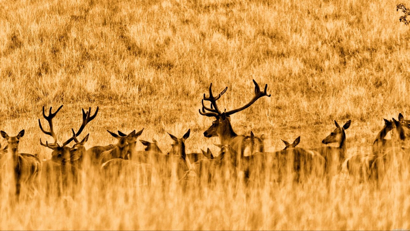 brown deer on brown grass field during daytime