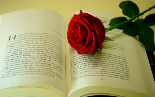 Image red rose on book page