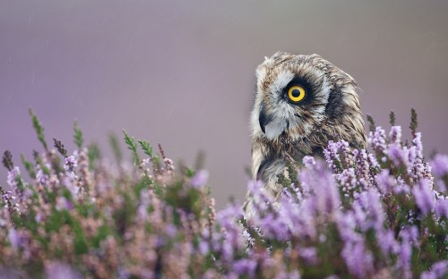 Image brown and white owl perched on purple flower