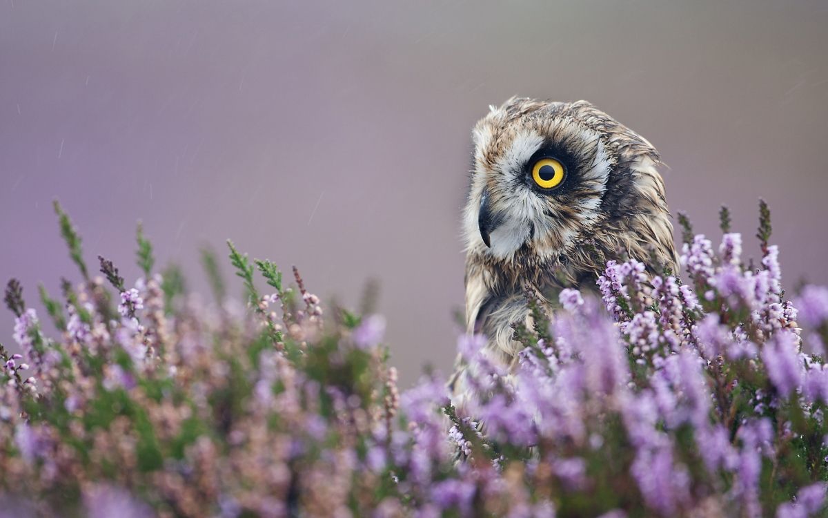 brown and white owl perched on purple flower