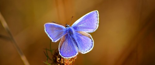 Image blue and brown butterfly on brown stem