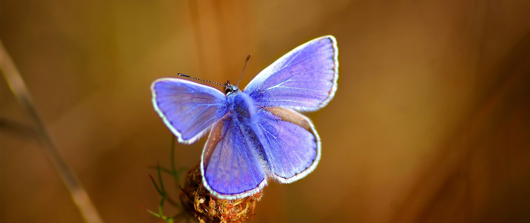 blue and brown butterfly on brown stem