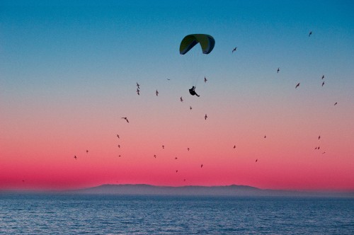 Image birds flying over the sea during sunset