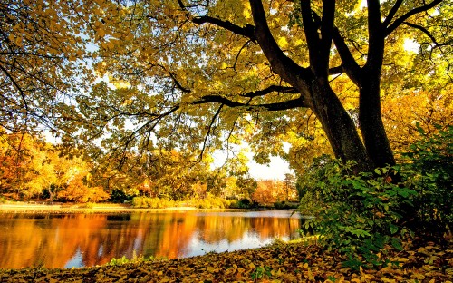 Image yellow and brown trees beside river during daytime