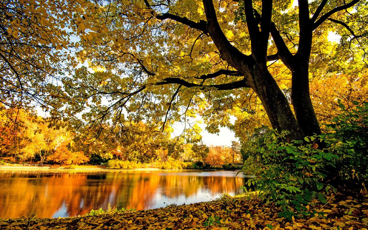 yellow and brown trees beside river during daytime