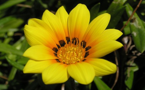 Image yellow flower in macro lens