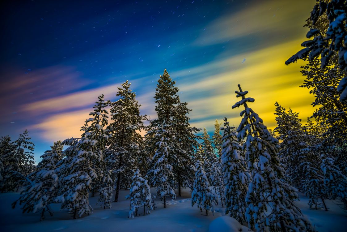 pine trees covered with snow under blue sky