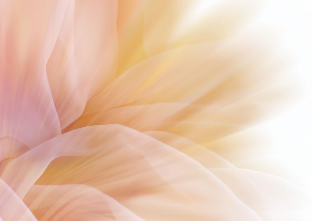 Pétales de Fleurs Blanches et Brunes. Wallpaper in 2950x2094 Resolution