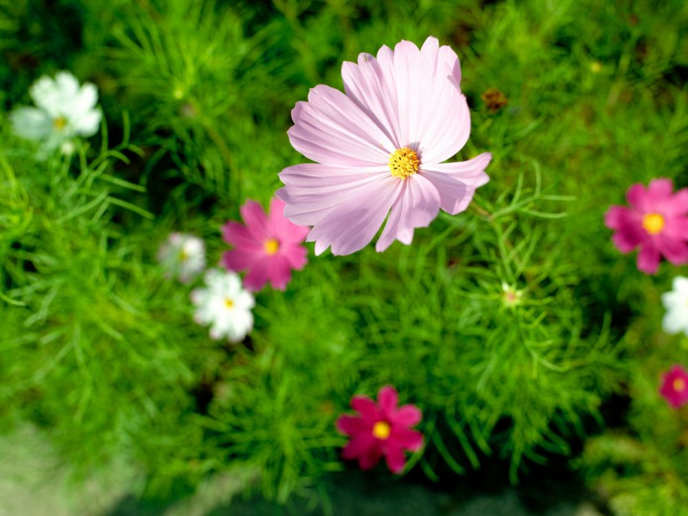 Fleur Rose et Blanche en Photographie Rapprochée. Wallpaper in 2048x1536 Resolution