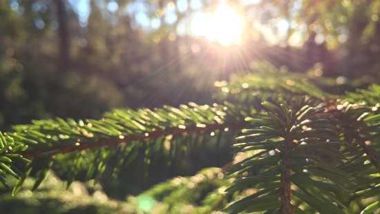Image green leaf plant during daytime