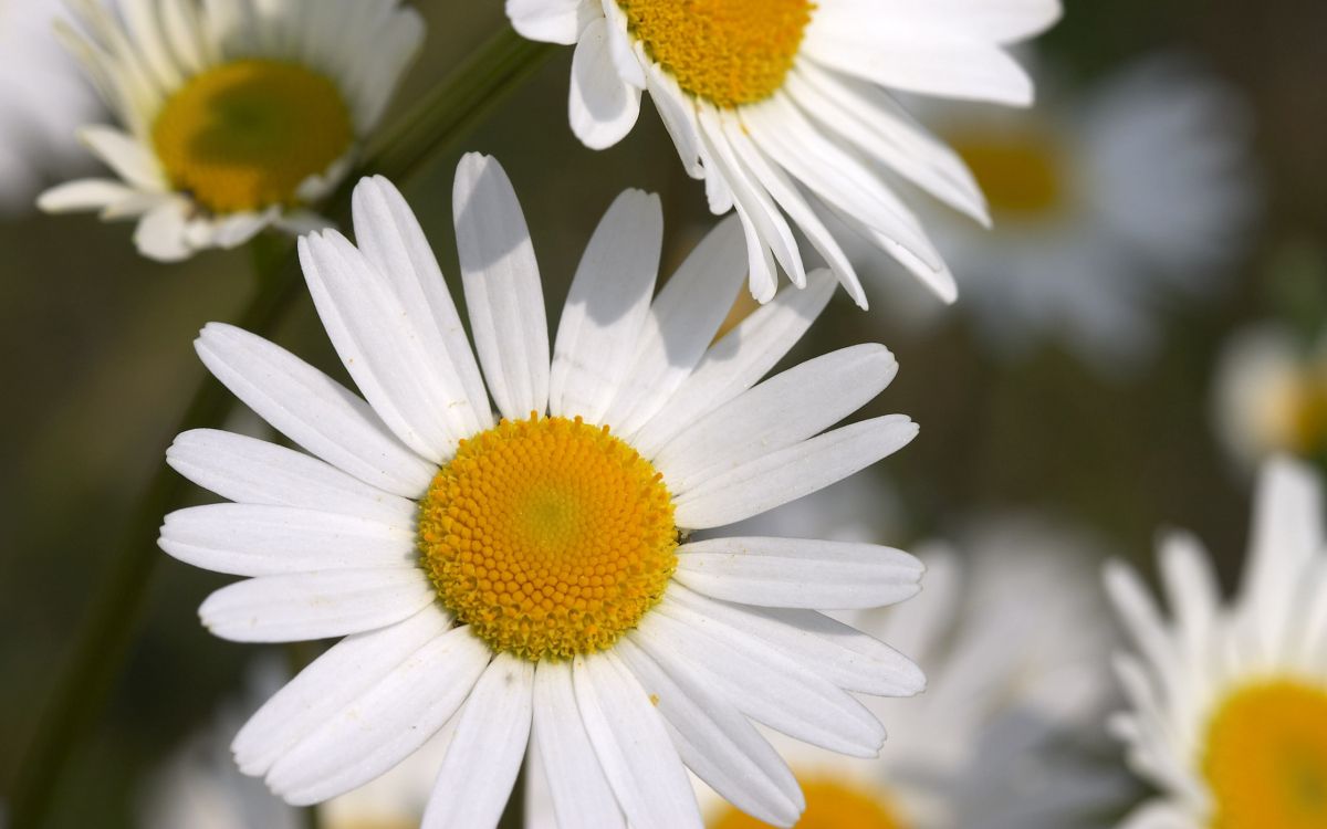 Weißes Gänseblümchen Blüht Tagsüber. Wallpaper in 2560x1600 Resolution