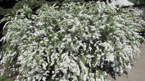 Image green and white plant during daytime