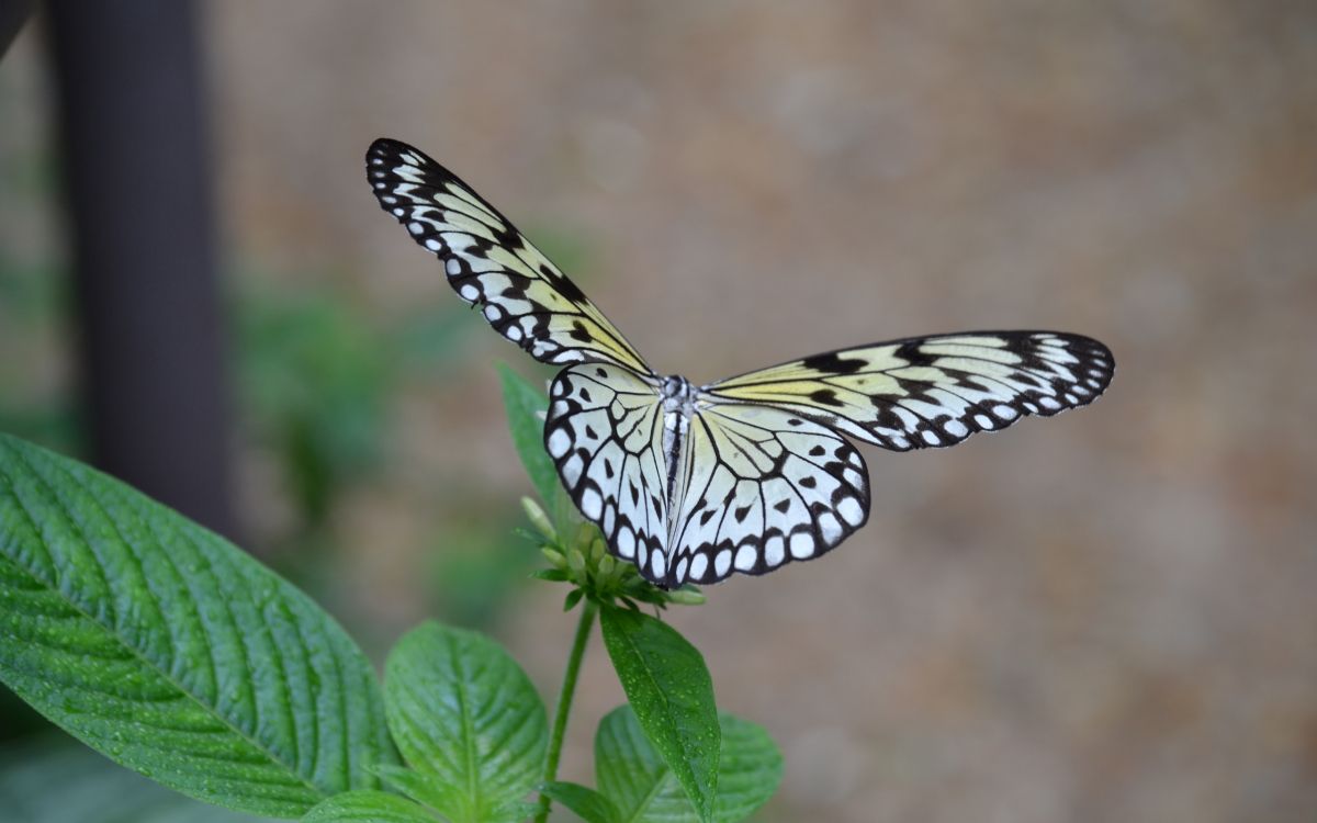 Papillon Noir et Blanc Perché Sur Une Feuille Verte en Photographie Rapprochée Pendant la Journée. Wallpaper in 2560x1600 Resolution
