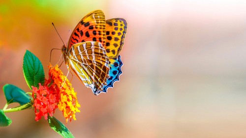 Image orange and black butterfly perched on yellow flower