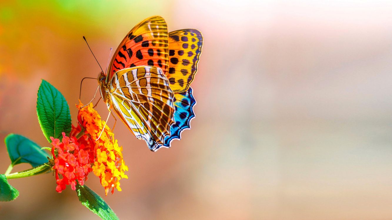 orange and black butterfly perched on yellow flower