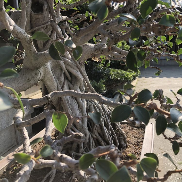 木本植物, 树枝, 产生, 植物干, 果树 壁纸 1772x1772 允许