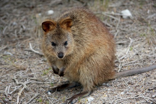 Image brown rodent on brown soil