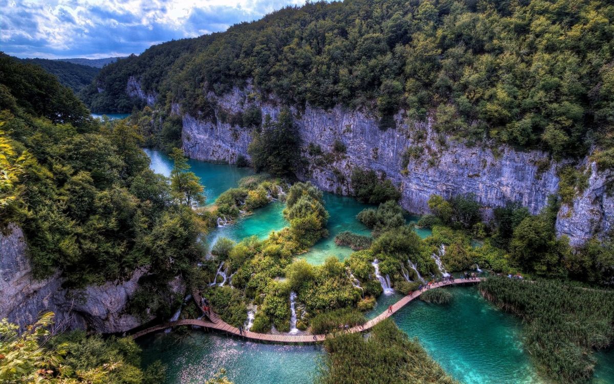 green and brown trees near body of water during daytime