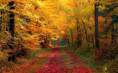 Image brown pathway between green trees