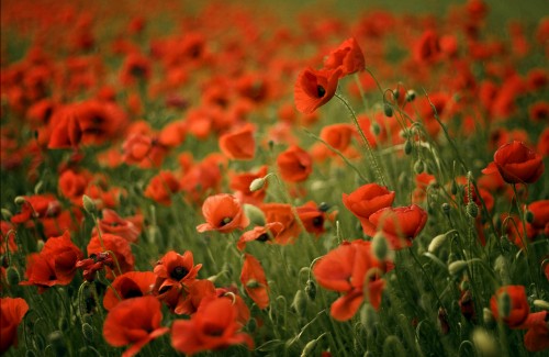 Image red flowers in tilt shift lens