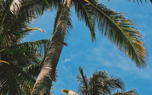 Image green coconut tree under blue sky during daytime