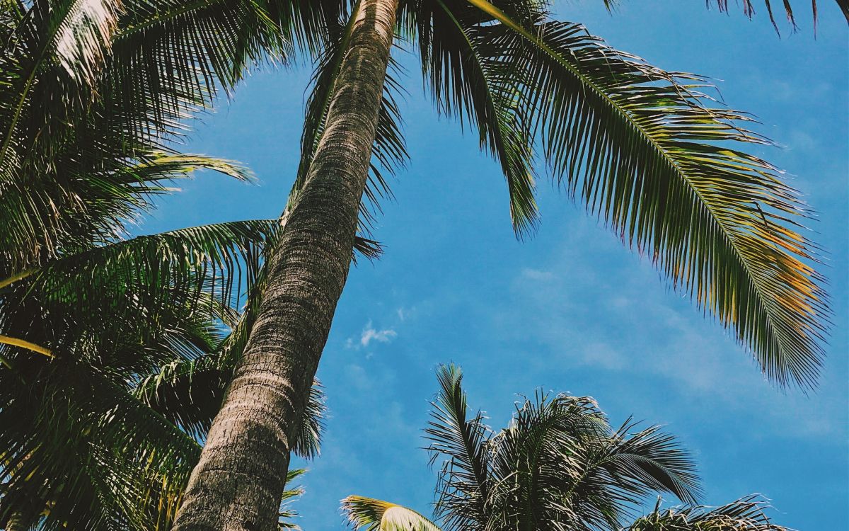 Wallpaper Green Coconut Tree Under Blue Sky During Daytime, Background