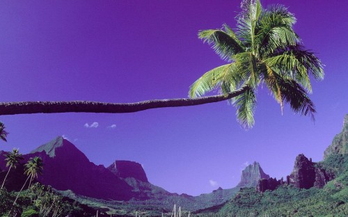 Image green palm tree near mountain during daytime