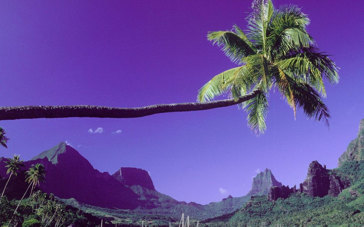 green palm tree near mountain during daytime