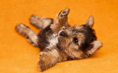 Image black and brown long coated small dog lying on brown wooden floor