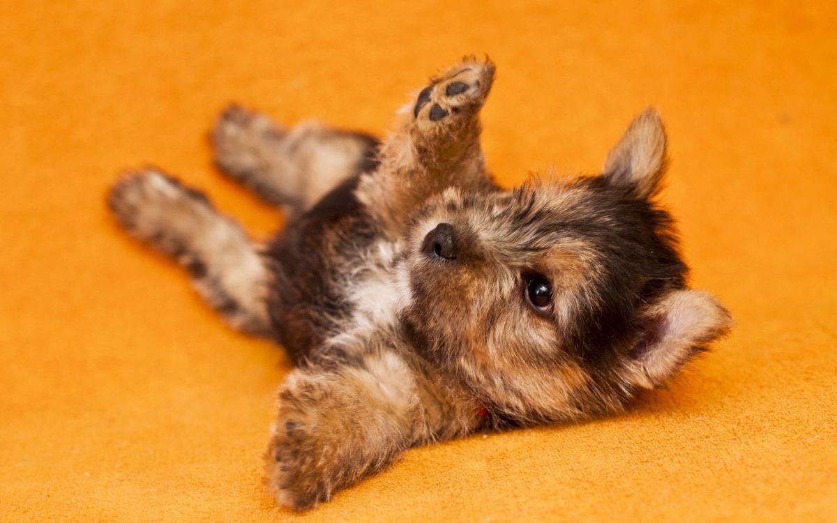 black and brown long coated small dog lying on brown wooden floor