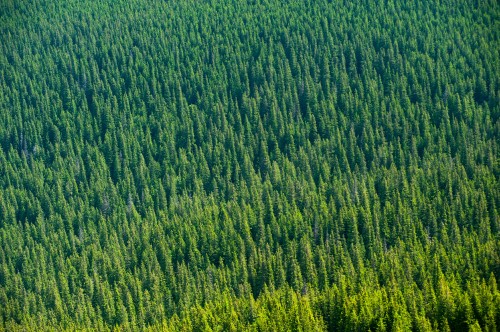 Image green, vegetation, grass, field, plant