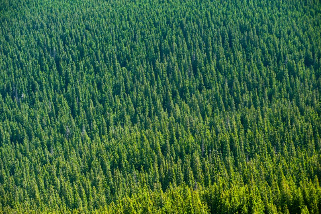 Green, Végétation, Champ, Prairie, L'herbe de la Famille. Wallpaper in 4256x2832 Resolution