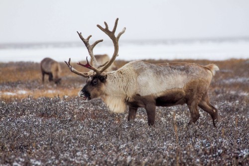 Image brown deer on gray ground during daytime