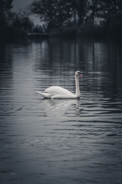 Cygne Blanc Sur L'eau Pendant la Journée. Wallpaper in 3744x5616 Resolution