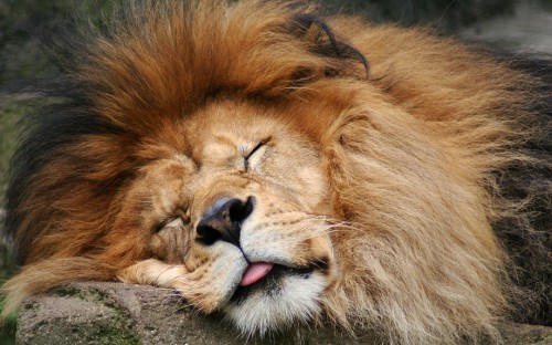 Image lion lying on gray rock