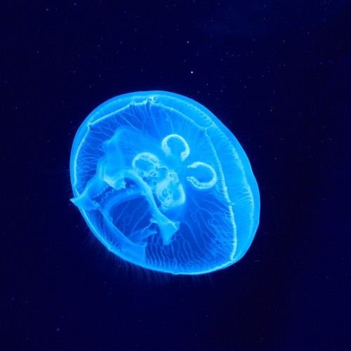 Image blue jellyfish in black background