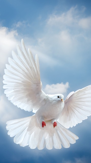 Image white bird flying under white clouds during daytime