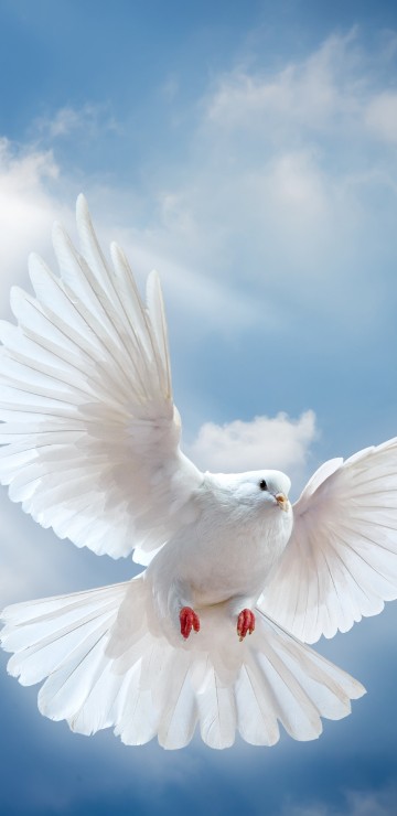 Image white bird flying under white clouds during daytime