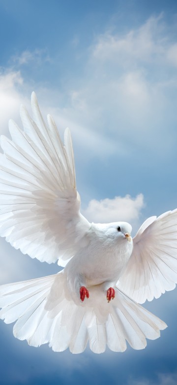 Image white bird flying under white clouds during daytime