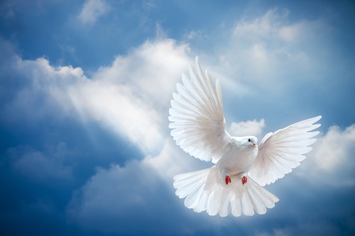 Image white bird flying under white clouds during daytime