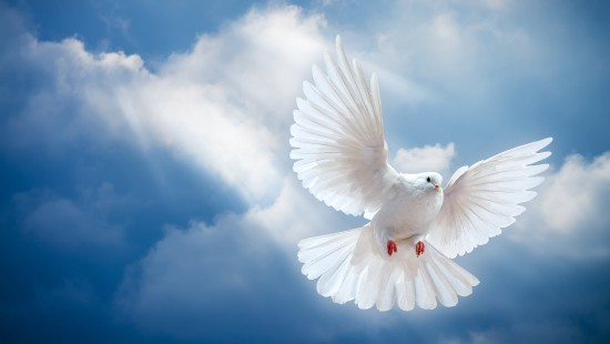 Image white bird flying under white clouds during daytime
