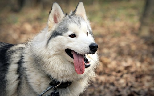 Image white and black siberian husky