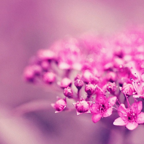 Image pink flower in macro shot