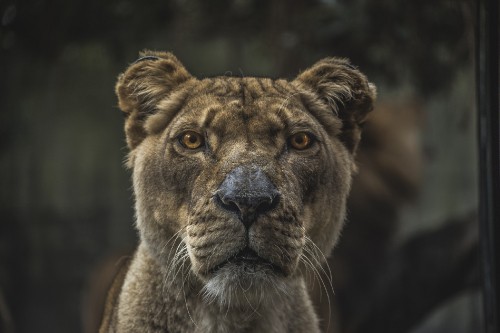 Image brown lion with blue eyes