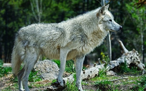 Image white wolf walking on green grass during daytime