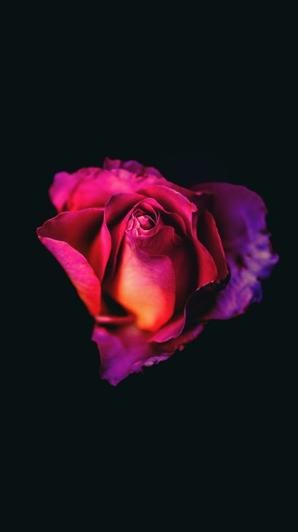 Pétalo, Híbrido de té de Rosa, Rosa, Magenta, Las Rosas de Jardín. Wallpaper in 1080x1920 Resolution