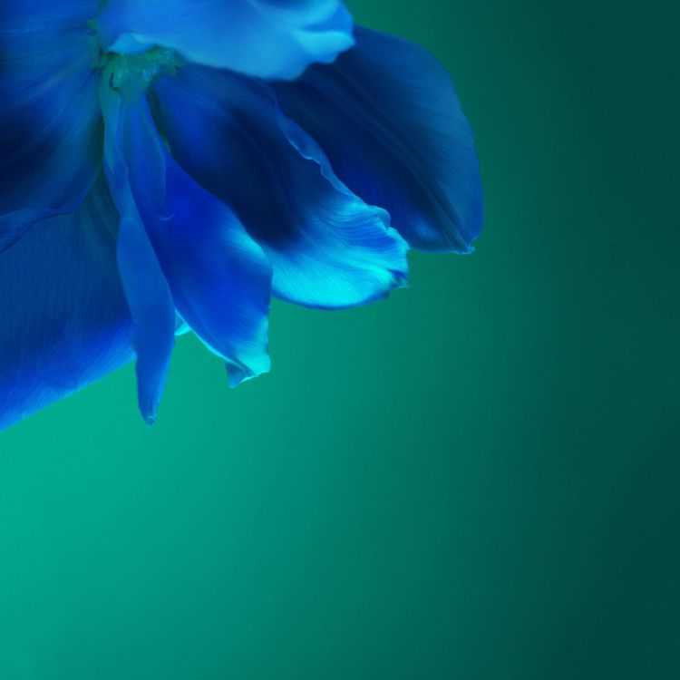 Huawei P40 Pro, Huawei P40, 安卓, 智能手机, 人体内的水 壁纸 2640x2640 允许